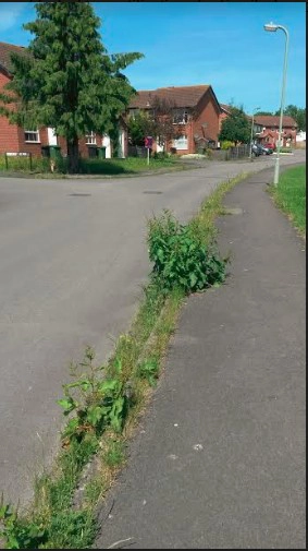 Weeds and